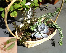 タコの卵から卵が孵ったよ